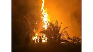 حريق يلتهم مزارع نخيل في الوادي الجديد