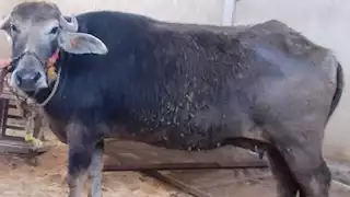 شعبة القصابين: الجاموس المستورد ينتج ضعف المحلي