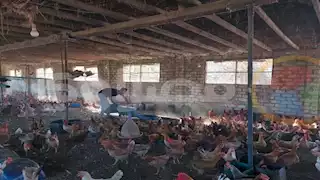  انخفاض أسعار الدواجن اليوم الاثنين بالأسواق (موقع رسمي)