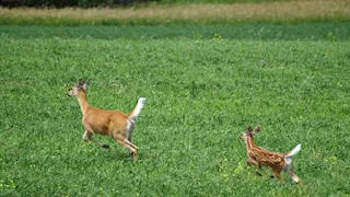 "إشارات لا نراها".. كيف تكشف الحيوانات الزلازل والكوارث قبل حدوثها؟ 