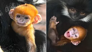 صور لـ ولادة قرد برتقالي مهدد بالانقراض تشعل مواقع التواصل