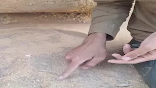 بالفيديو والصور- "السحلية النعامة" كائن غريب يسبح في الرمال بصحراء مصر