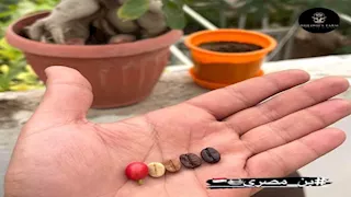 الإسماعيلية تحتضن مشروعًا فريدًا لزراعة البن اليمني على أشجار المانجو