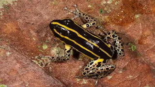 مسنة تبتلع 8 ضفادع حية بحثا عن الشفاء.. والنهاية صادمة