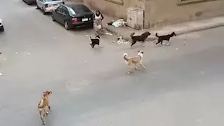 بعد فاجعة "مُسن قصر الثقافة".. تحرك عاجل في بورسعيد بشأن الكلاب الضالة