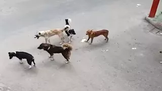 نقابة الأطباء البيطريين: لا توجد أي علامات مميزة تظهر على الكلاب المسعورة في الشوارع