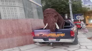 انقرض منذ مليون سنة.. "الماموث" يثير الدهشة في شوارع الإسكندرية (فيديو وصور)