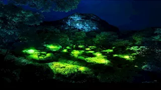 غابات تتوهج في الظلام.. مشاهد طبيعية ساحرة في قلب الليل