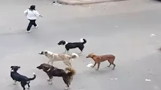 من المراغة إلى الميمون.. رعب الكلاب الضالة يصل الصعيد وإصابات بالعشرات