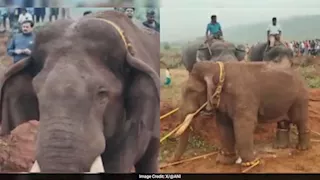 فيديو انتشر بسرعة البرق.. هذا ما فعله فيل في أرض زراعية