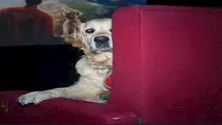 10 صور لـ سينما خاصة بالكلاب.. تجربة فريدة من نوعها