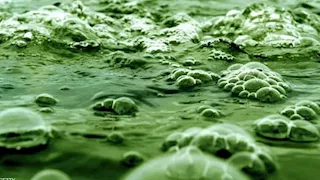 اكتشاف طاقة من الطحالب أقوى 100 مرة من التقليدية "تفاصيل"