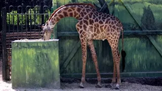 أول رد رسمي على فيديو "هروب زرافة من حديقة الحيوان بالجيزة وغرقها بالنيل"