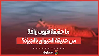 ما حقيقة هروب زرافة من حديقة الحيوان بالجيزة؟