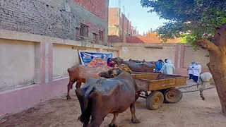 "الزراعة" تطلق قافلة بيطرية مجانية لخدمة صغار المربين في الجيزة