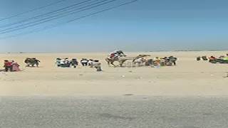 زيارة تتحول لعيد.. "البهنسا" بين الأضرحة والخيول وبيتش باجي كل جمعة (صور)