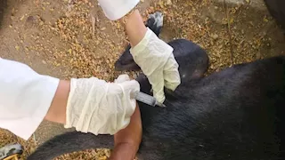 بالصور- حملة لتحصين الكلاب بالعاشر من رمضان 