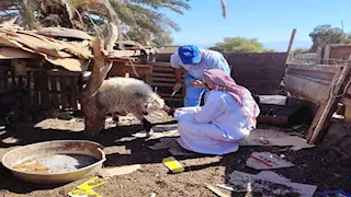 بيطري جنوب سيناء تواصل حملات التحصين ضد الحمى القلاعية (صور)