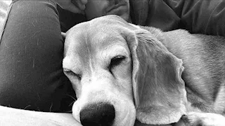 20 ألف دولار.. نجم أرسنال السابق يضاعف مكافأة العثور على كلبه