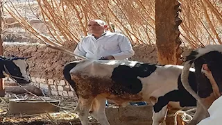 بالصور- تحصين 45 ألف رأس ماشية ضد الحمى القلاعية والوادي المتصدع بالمنيا