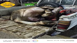 باستخدام أختام مزورة.. ضبط جزار يذبح جاموسة نافقة داخل جراج بالمنوفية- صور