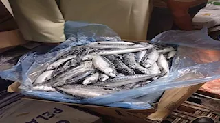 حملات مكبرة بالمنوفية.. 231 محضرًا وضبط أكثر من طن أسماك فاسدة (صور)