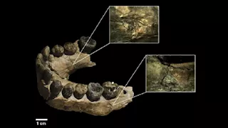 كيف تسببت الفهود في انقراض "الإنسان الماهر"؟