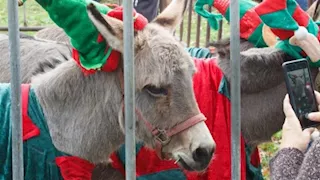 واقعة غريبة.. إلغاء احتفالات الميلاد في مدينة بريطانية بسبب الحمير