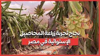 الزراعة تكشف تفاصيل نجاح تجربة زراعة المحاصيل الإستوائية في مصر