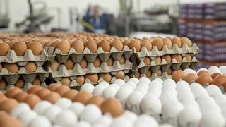 انخفاض أسعار البيض اليوم الاثنين بالأسواق (موقع رسمي)
