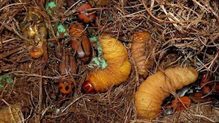 يوفر 200 مليون دولار.. ماذا نعرف عن مشروع للإنذار المبكر من سوس النخيل؟