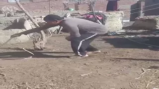 "تيجي تصيده يصيدك".. كوبرا تلدغ "الحاوي" أثناء استعراض مهاراته بالفيوم