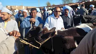 الأقصر: تحصين نحو 20 ألف حيوان وتنفيذ 25 ندوة توعوية لتعزيز الثروة الحيوانية