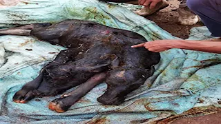 ولادة عجل جاموس برأسين في قرية ببني سويف -صور 