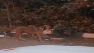 إجراءات عاجلة من محافظة البحيرة للتعامل مع ظاهرة انتشار الكلاب الضالة - صور