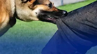 تفاصيل هجوم كلب شرس على لاعب ناشئ داخل فيلا بالجيزة