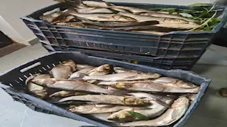 تموين الوادي الجديد يضبط 129 كيلو سمك فاسد قبل بيعه للمواطنين (صور)