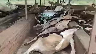 نشرة منتصف الليل| غلق كلي بشارع 26 يوليو بهذا الاتجاه.. وحقيقية الفيديو المتداول عن حالات نفوق الماشية