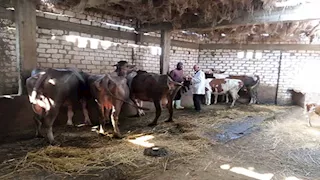 الدقهلية تحصن أكثر من 16 ألف رأس ماشية ضد الحمى القلاعية (صور)