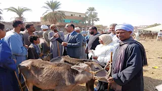 بالصور- تحصين أكثر من 12 ألف رأس ماشية ضد الأمراض الوبائية بأسوان