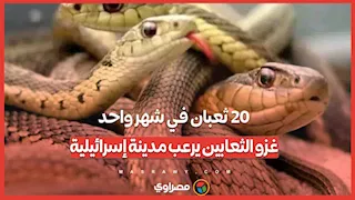 20 ثعبان في شهر واحد.. غزو الثعابين يرعب مدينة إسرائيلية