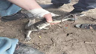 طوله أقل من متر..  مدير بيطري مشتول تؤكد اصطياد تمساح الزوامل الأوحد 