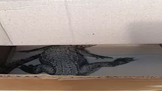 البيئة تكشف حجم وعمر "تمساح الشرقية".. تفاصيل اصطياده