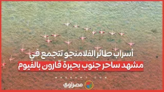 أسراب طائر الفلامنجو تتجمع في مشهد ساحر جنوب بحيرة قارون بالفيوم