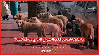 ما حقيقة تصدير كلاب الشوارع للخارج بهدف أكلها ؟