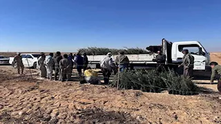 بحوث الصحراء يدعم التجمعات الزراعية بجنوب سيناء بشتلات زيتون 