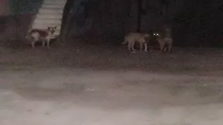 أهالي "أبو شميس" بالشرقية يطالبون بالتدخل الفوري بسبب الكلاب الضالة