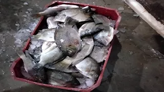 بالصور- ضبط 200 كيلو أسماك ودواجن فاسدة في حملة بيطرية بأسوان