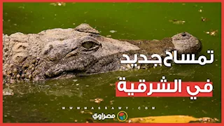تمساح جديد يثير الرعب بين سكان عزبة واصف بالشرقية