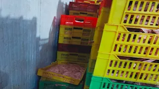 بالصور- ضبط طن هياكل دواجن غير صالحة للاستهلاك الآدمي في بنها